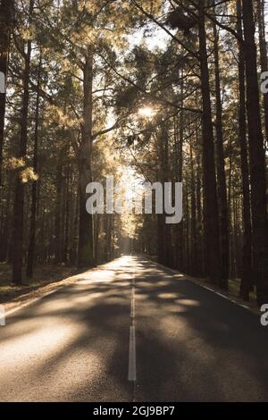 Silhouette de route vide tranquille passant par la forêt pleine de beaux arbres. Route au milieu d'une forêt pittoresque pleine de grands arbres avec shinin solaire Banque D'Images