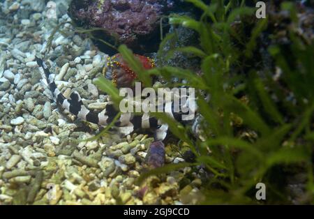 LE REQUIN bambou (Chiloscyllium punctatum), nouvellement éclos de 20150825 à Stockholm, est vu à l'aquarium Aquaria de Stockholm, en Suède, le 25 août 2015. La mère des requins pond l'oeuf 90 jours avant l'éclosion. Foto: Janerik Henriksson / TT / Kod 10010 Banque D'Images