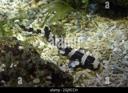 LE REQUIN bambou (Chiloscyllium punctatum), nouvellement éclos de 20150825 à Stockholm, est vu à l'aquarium Aquaria de Stockholm, en Suède, le 25 août 2015. La mère des requins pond l'oeuf 90 jours avant l'éclosion. Foto: Janerik Henriksson / TT / Kod 10010 Banque D'Images