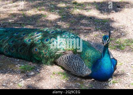 Croatie, Dubrovnik. Pas de prédateurs sur l'île, la faune calme et acclimatée. Peacock se trouve à l'ombre de l'île de Lokrum. Banque D'Images