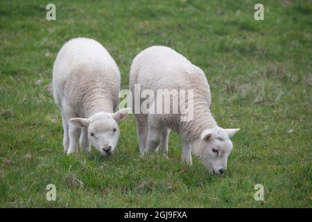 Grande-bretagne, Shetland, Fair Isle. Moutons Shetland, double agneaux. Banque D'Images