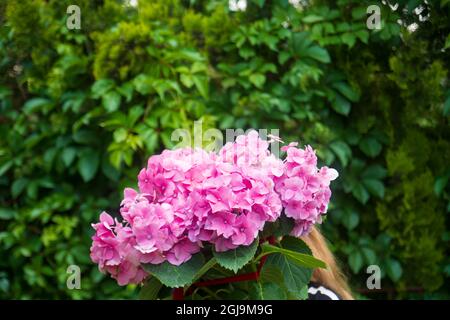 Femme blonde à cheveux longs agençant des fleurs d'hortensia roses. Banque D'Images