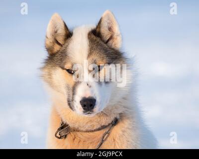 Chien de traîneau pendant l'hiver à Uummannaq au Groenland. Les équipes de chiens sont encore des animaux de trait pour les pêcheurs des villages. Groenland, Danemark. Banque D'Images