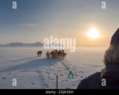 Chasseur inuit sur traîneau à chiens sur la glace de mer de la baie Melville, près de Kullorsuaq, dans le nord du Groenland. Amérique du Nord, territoire danois Banque D'Images