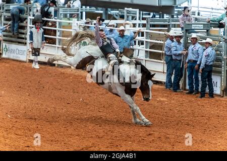 Un cheval de course à cheval essayant de jeter un pilote à un rodéo. (Usage éditorial uniquement) Banque D'Images