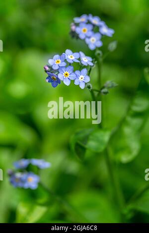 Alpine forget-me-not Banque D'Images