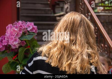 Femme blonde à cheveux longs agençant des fleurs d'hortensia roses. Banque D'Images