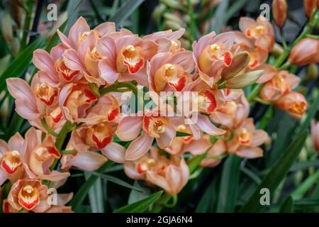 Orchidée cymbidium de couleur pêche Banque D'Images