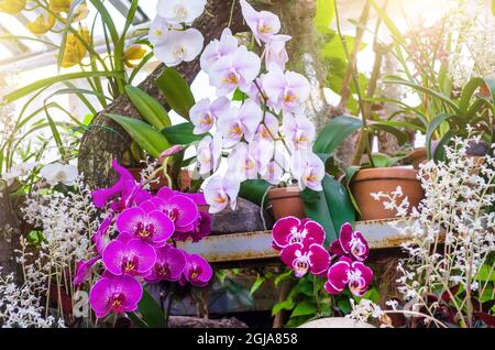 Les orchidées fleurissent dans des pots d'argile dans une forêt tropicale humide Banque D'Images