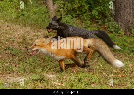 Le renard argenté, une forme de mélanisme du renard roux, qui fonctionne avec un renard rouge. Banque D'Images
