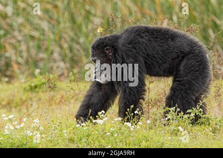 Chimpanzé mâle adulte, Pan troglodytes Banque D'Images