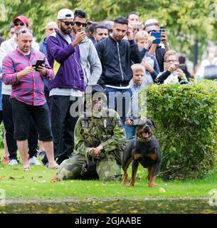 KRISTIANSTAD 2016-09-17 des soldats suédois sont vus lors d'un exercice dans la ville de Kristianstad, au sud de la Suède. Animal, chien, uniforme, casque, Foto militaire: PEO Moller / TOPNEWS.se / Kod 11193 uniforme, militaire, arme Banque D'Images