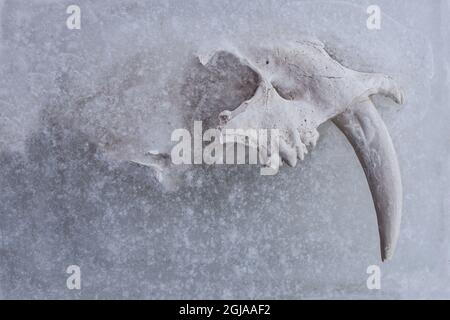 Réplique du crâne de tigre de la dent de sabre gelé dans la glace. Banque D'Images
