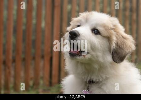 Issaquah, État de Washington, États-Unis. Portrait d'un chiot des grandes Pyrénées âgé de dix semaines. (PR) Banque D'Images