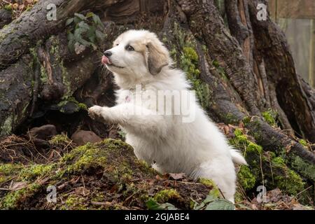 Issaquah, État de Washington, États-Unis. Chiot des Grands Pyrénées de dix semaines posé devant un grand tronc d'arbre. (PR) Banque D'Images