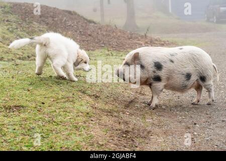 Issaquah, État de Washington, États-Unis. Un chiot des Pyrénées de dix semaines salua un mini cochon dans la cour de la ferme. (PR) Banque D'Images