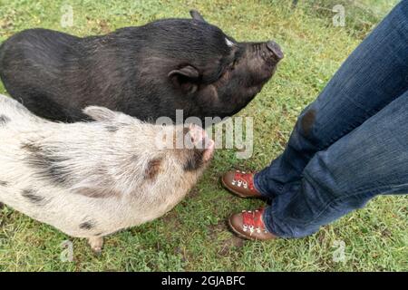 Issaquah, État de Washington, États-Unis. Mini cochon et cochon vietnamien en pot-ventre mendiant pour les arachides de leur propriétaire. (PR,MR) Banque D'Images