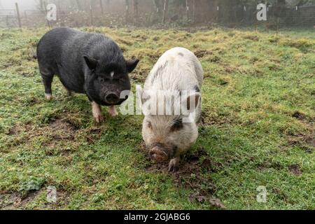 Issaquah, État de Washington, États-Unis. Mini-cochon et cochon vietnamien en pot-ventre dans la cour de la ferme le jour de la brume. (PR) Banque D'Images