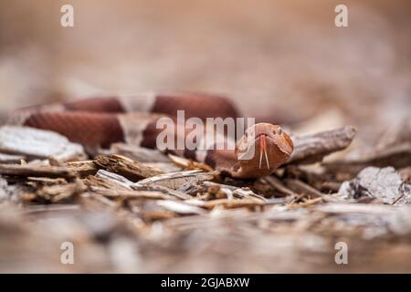 Un serpent à tête de coperon Trans-pecos venimeux, langue de flicking. Banque D'Images