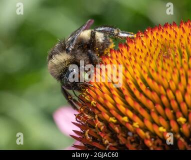 La collecte du pollen d'abeille Banque D'Images