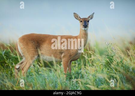 Doe de cerf de Virginie de Colombie. Banque D'Images