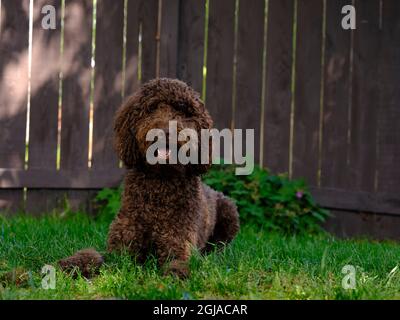 Labradoodle jouant dans l'arrière-cour, Banque D'Images