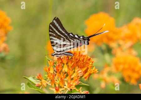 Queue de cygne de zèbre (Protographium marcellus) sur le moulus de papillons (Asclepias tuberosa) Comté de Marion, Illinois. Banque D'Images