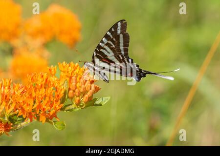 Queue de cygne de zèbre (Protographium marcellus) sur le moulus de papillons (Asclepias tuberosa) Comté de Marion, Illinois. Banque D'Images