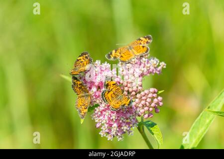 Centimes de perles (Phyciodes tharos) sur le marais Milkweed (Asclepias incarnata) Comté de Marion, Illinois. Banque D'Images