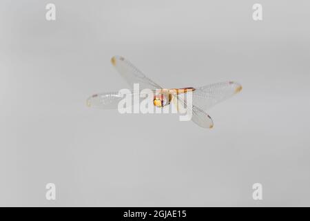 Wandering Glider (Pantala flavescens) en vol Marion County, Illinois. Banque D'Images