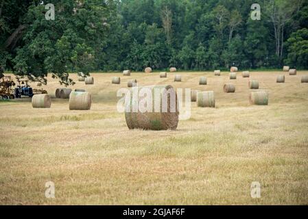 De grands rouleaux ou des balles rondes de foin ponctuent le paysage dans le centre-nord de la Floride, près de Lake City. Banque D'Images