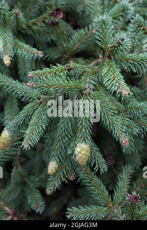Picea abies 'Pusch'. Banque D'Images
