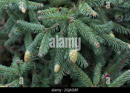 Picea abies 'Pusch'. Banque D'Images