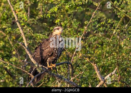 Belize, réserve naturelle d'arbres croisés, cerf-volant femelle (Rostrhamus sociabilis). Banque D'Images