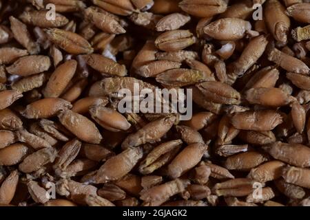 Grains de diverses céréales en gros plan et grossissement. Banque D'Images