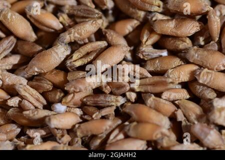 Grains de diverses céréales en gros plan et grossissement. Banque D'Images