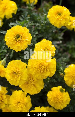 Tagetes patula 'Bonanza Yellow' fleurs marigold. Banque D'Images