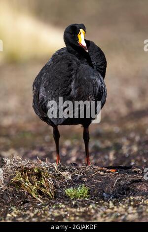 Chili, Machuca, coot géant, Fulica gigantea. Portrait d'un grand coot. Banque D'Images