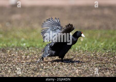 Chili, Machuca, coot géant, Fulica gigantea. Un jeune coq géant aux pieds sombres se déplace à travers les mauvaises herbes humides. Banque D'Images