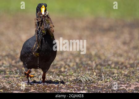 Chili, Machuca, coot géant, Fulica gigantea. Un coq géant apporte des mauvaises herbes pour construire son site de nidification. Banque D'Images