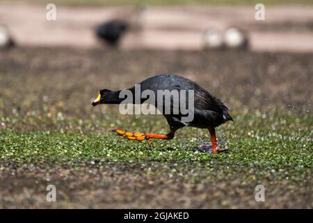 Chili, Machuca, coot géant, Fulica gigantea. Portrait d'un grand coot montrant ses énormes pieds rouges et orange. Banque D'Images