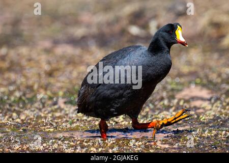 Chili, Machuca, coot géant, Fulica gigantea. Portrait d'un grand coot montrant ses énormes pieds rouges et orange. Banque D'Images