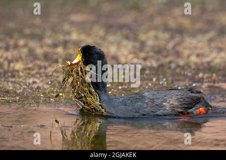 Chili, Machuca, coot géant, Fulica gigantea. Un coq géant apporte des mauvaises herbes pour construire son site de nidification. Banque D'Images