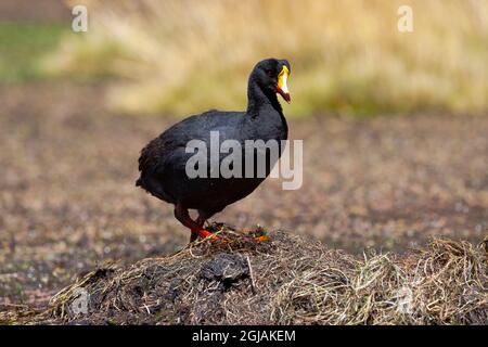 Chili, Machuca, coot géant, Fulica gigantea. Un coot géant se trouve sur son site de nidification qui s'élève au-dessus de la zone humide. Banque D'Images