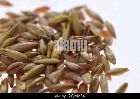 Grains de diverses céréales en gros plan et grossissement. Banque D'Images