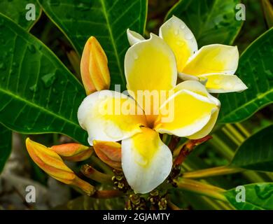 Blanc, jaune tropical parfumé Plumeria Frangipani fleur Apocynacae arbre feuilles vertes, île de Pâques, Chili. Banque D'Images