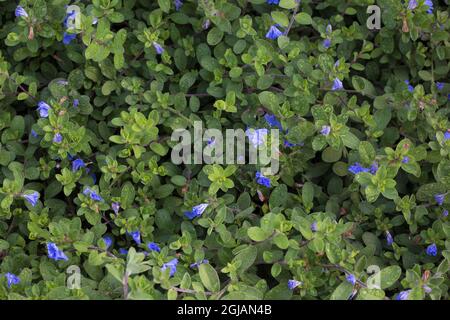 Evolvulus glomeratus 'Blue Daze' naine matin gloire. Banque D'Images