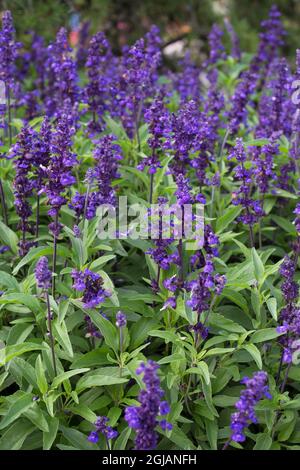Salvia farinacea - sauge méalée. Banque D'Images