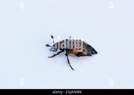 Sexton Beetle recouvert de acariens de Gamasidae Banque D'Images