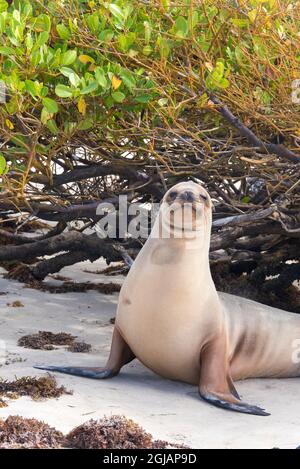 Équateur, Îles Galapagos. Le lion de mer de Galapagos repose dans la protection de la mangrove sur la plage Isabela Island Banque D'Images